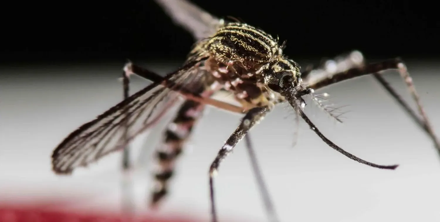 El Aedes aegypti es el mosquito que, una vez infectado, transmite la enfermedad.