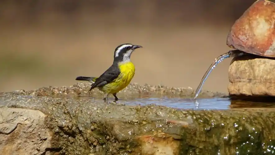 Invitan a una salida de avistamiento de aves en Claromecó