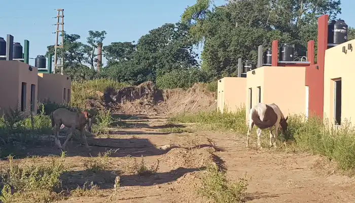 Caballos adentro de las 84 viviendas