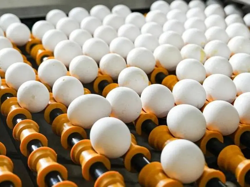 La Argentina impulsa exportaciones de cerdo y huevos: marcaron récord en el primer cuatrimestre