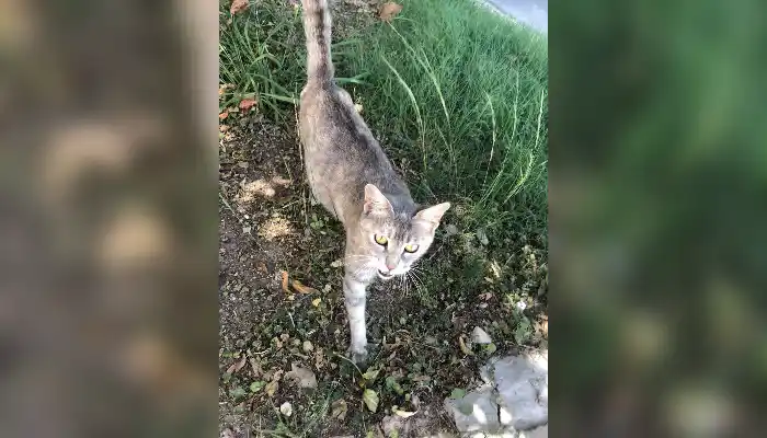 Mascotas: Encontraron a esta gatita