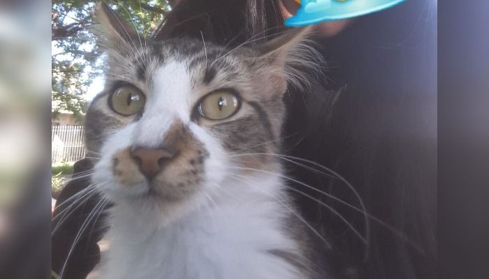 Mascotas: buscan a Japón