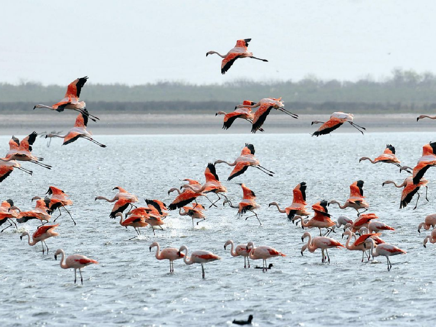 Parque Nacional Ansenuza: insistir en su creación