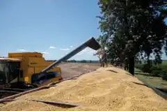 En el sur de Entre Ríos se confirma una caída del 24% en la producción de soja