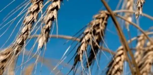 El trigo disponible copa los mercados, pero tuvo una caída
