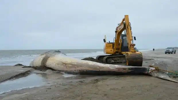 Hallaron muerta una ballena en las costas de San Clemente del Tuyú