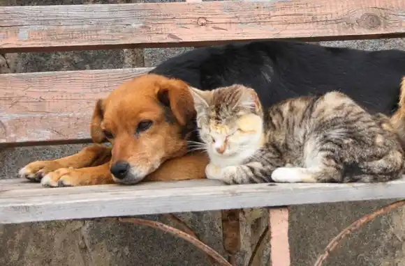 Alerta en Mar del Plata por el aumento de intoxicaciones en perros y gatos