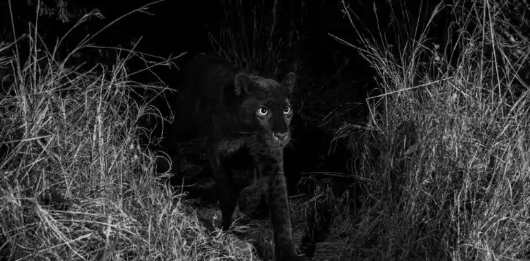 Fotografían por primera vez en 100 años a un leopardo negro