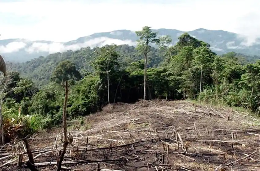 Greenpeace denuncia que durante la cuarentena se deforestaron casi 50.000 hectáreas