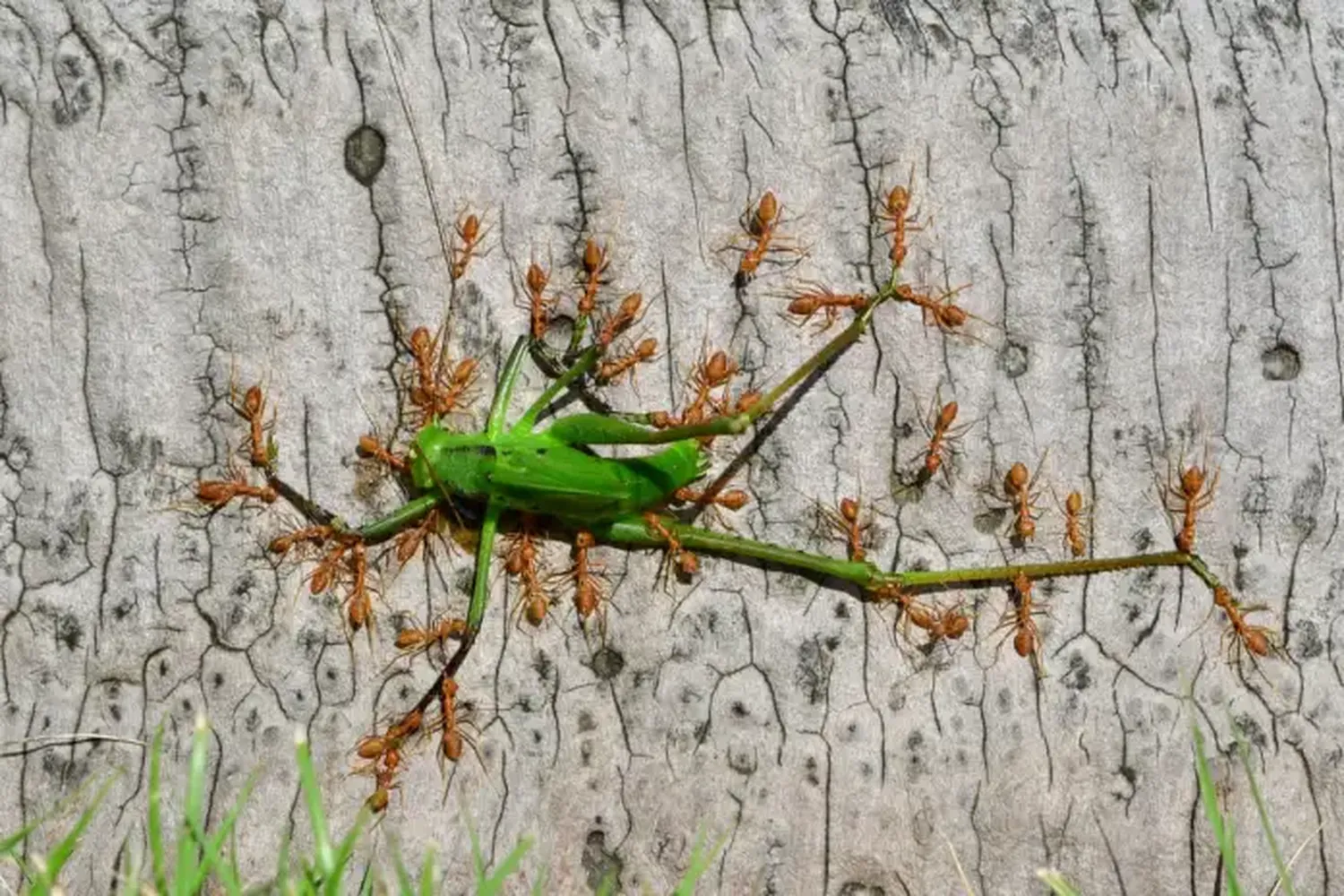 Fotografías de vida silvestre 2021