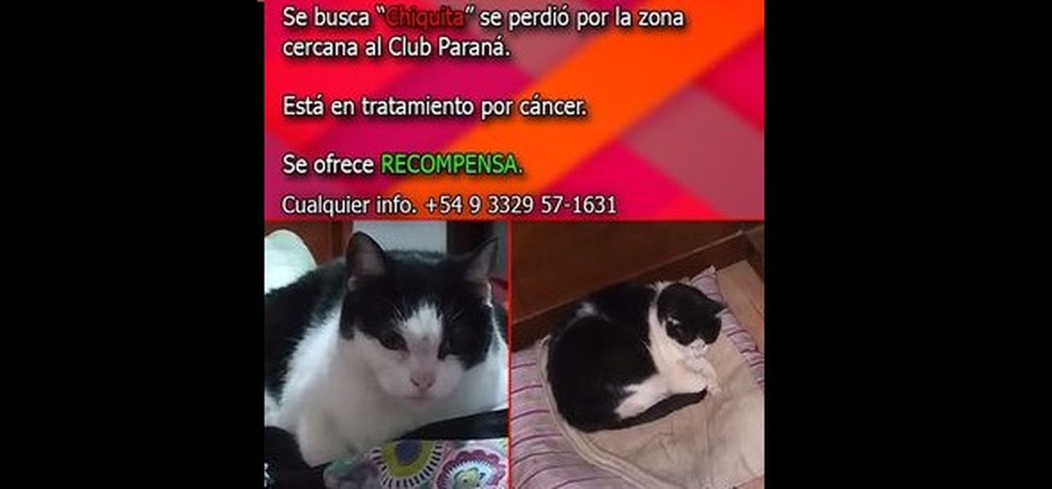 Buscan a Chiquita y ofrecen recompensa