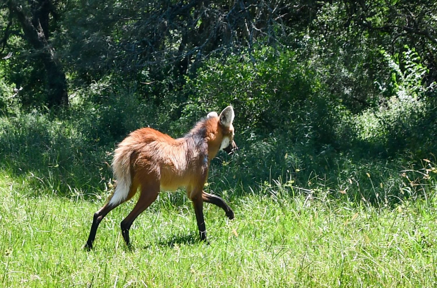 Biodiversidad: la Provincia liberó un aguará guazú recuperado en La Esmeralda
