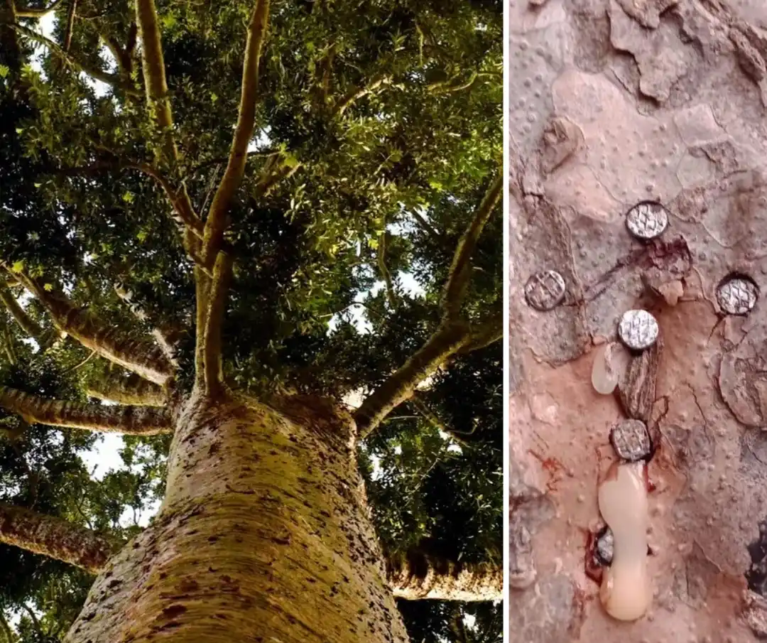 El ataque al famoso árbol de cristal