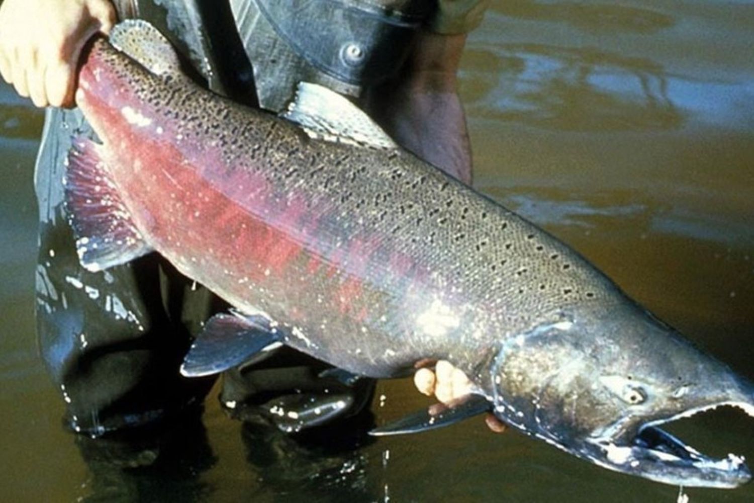 Salmones en el río Paraná: por qué llegan y que influencia tienen en el ecosistema