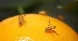 Entre Ríos participa del encuentro internacional sobre prevención de Mosca de la Fruta
