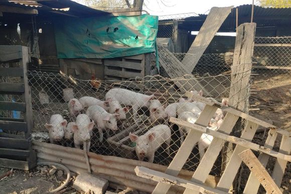 La provincia brindó recomendaciones ante el aumento de casos de triquinosis
