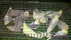 En Gualeguay decomisaron 300 cacatúas y aves exóticas que eran transportadas en un auto