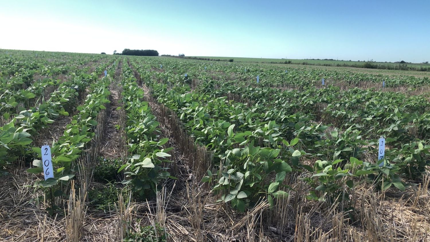 Qué sabemos de El Niño y cómo impactará en la producción agropecuaria