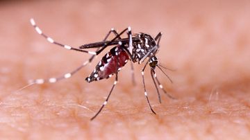 Rosario está en la etapa interbrote del dengue: "En invierno hay que ocuparse de los huevos del mosquito"