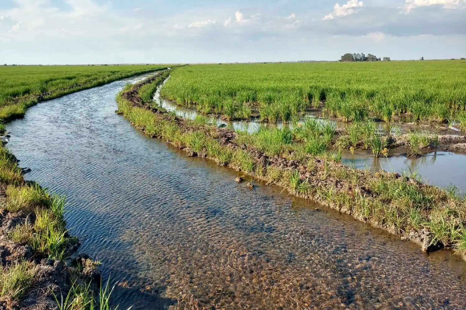 La Provincia prorrogó el subsidio eléctrico para arroceros