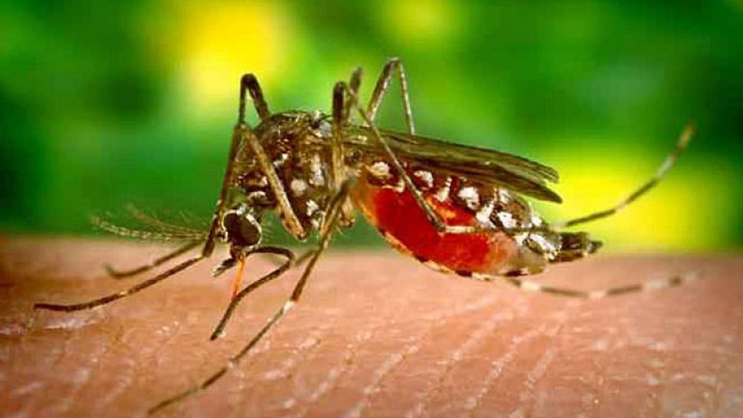 El mosquito que proliferó en Tandil en los últimos días no es el transmisor del dengue.