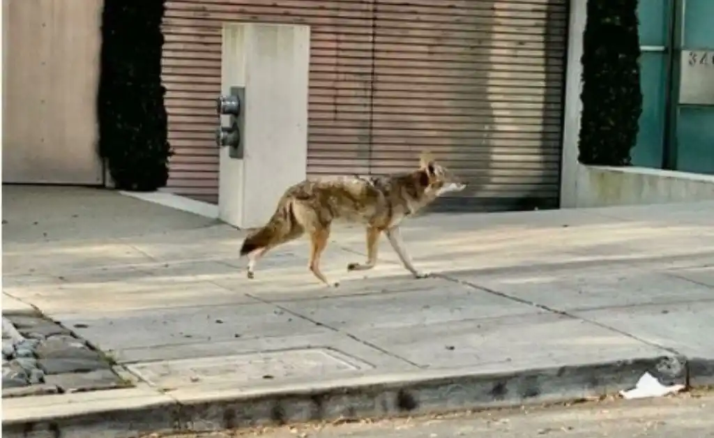 Ciervos, jabalíes, cabras y hasta osos invaden las ciudades en cuarentena