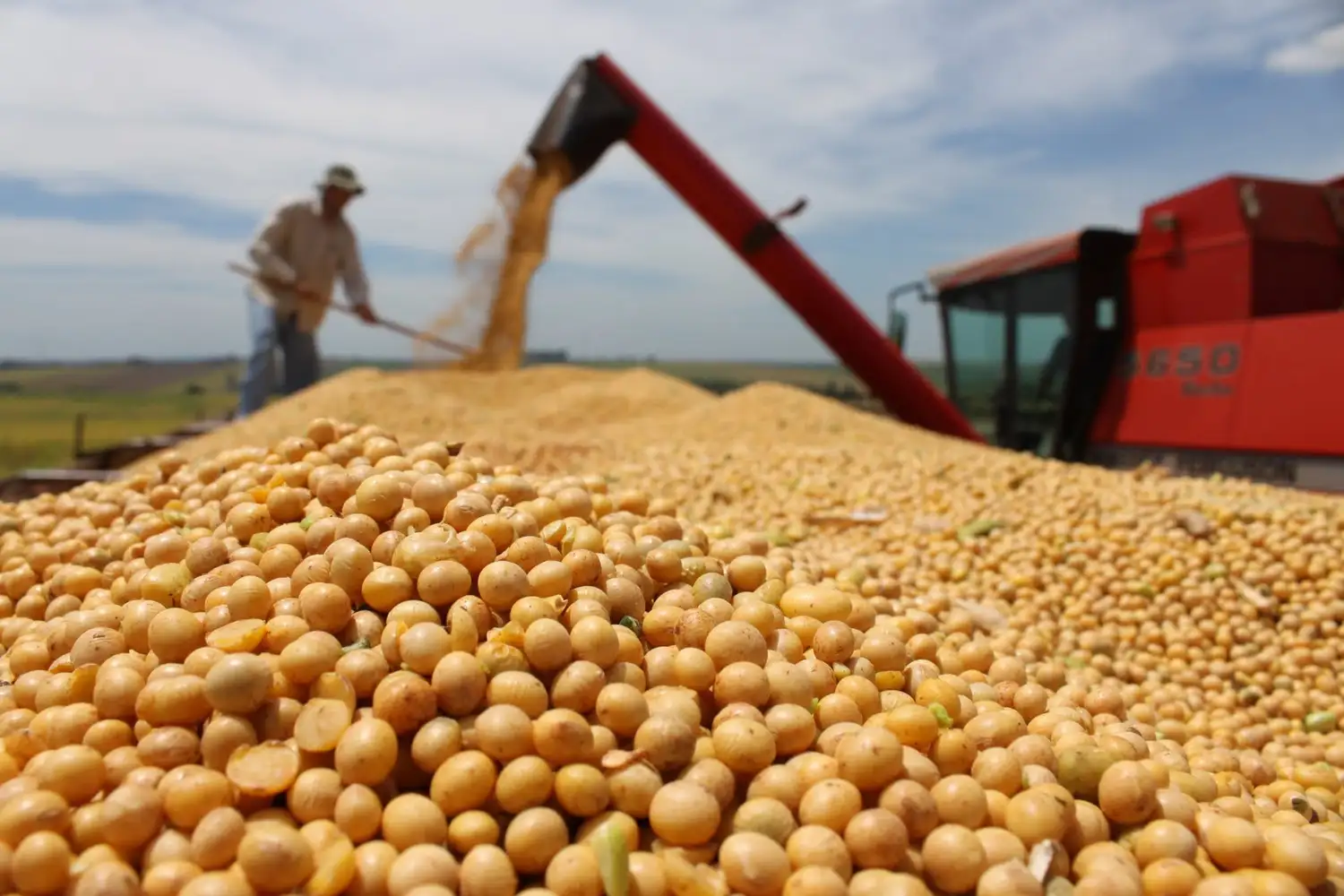 La producción total de granos en Argentina para el ciclo 2025/26 se estima en 154,8 millones de toneladas.