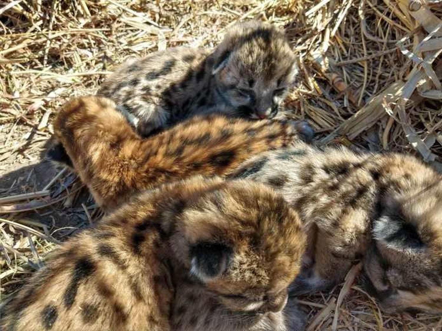 La Pampa: desconocen el destino de los pumas bebé encontrados en la cosecha