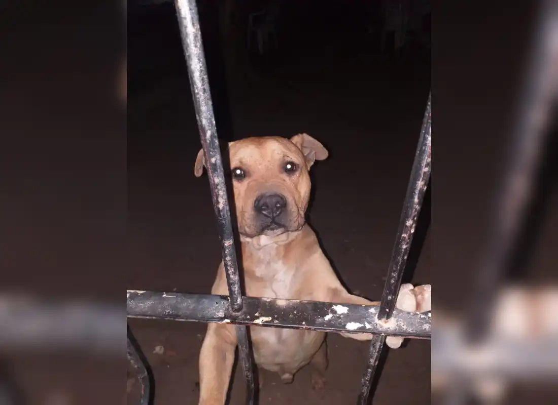 Milagros perdió a su perro
