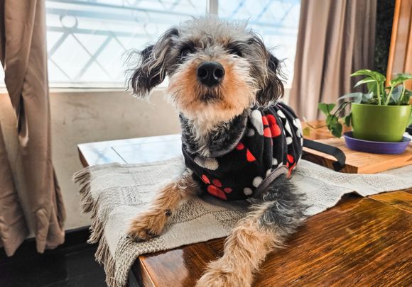 Conocé dónde estarán ubicados los quirófanos móviles para animales esta semana