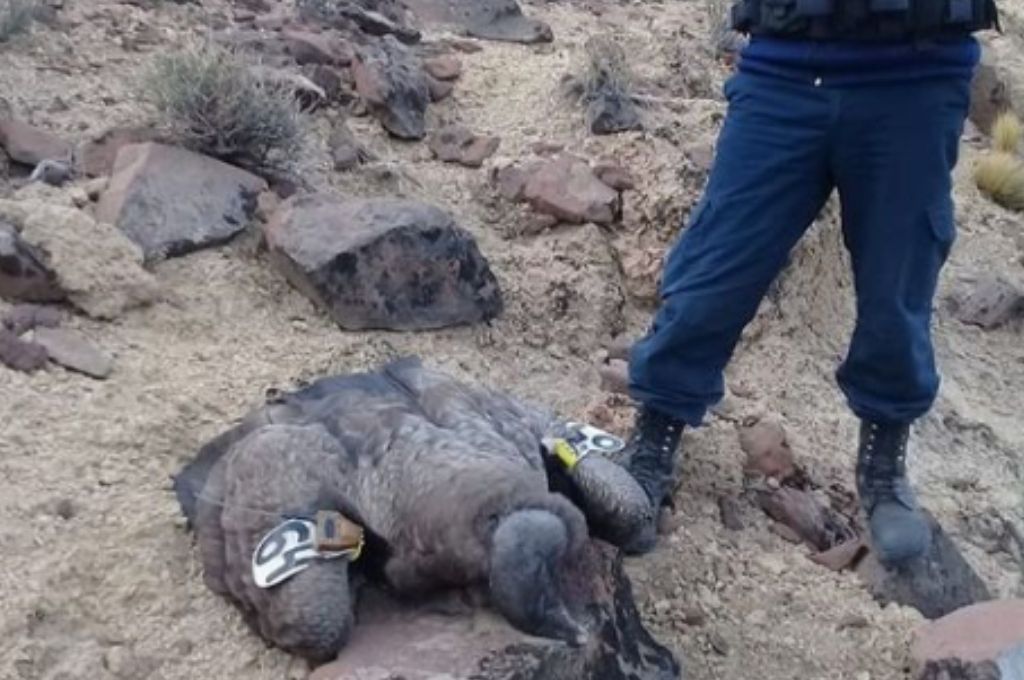Otra vez: un cóndor murió envenenado con agrotóxicos prohibidos