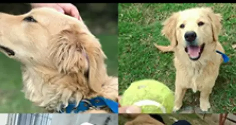 Se perdió Tino