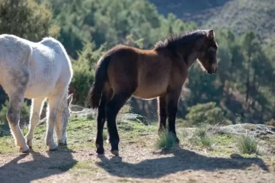 Un nene de 2 años está en grave estado luego de ser pateado en el pecho por un caballo en Mendoza