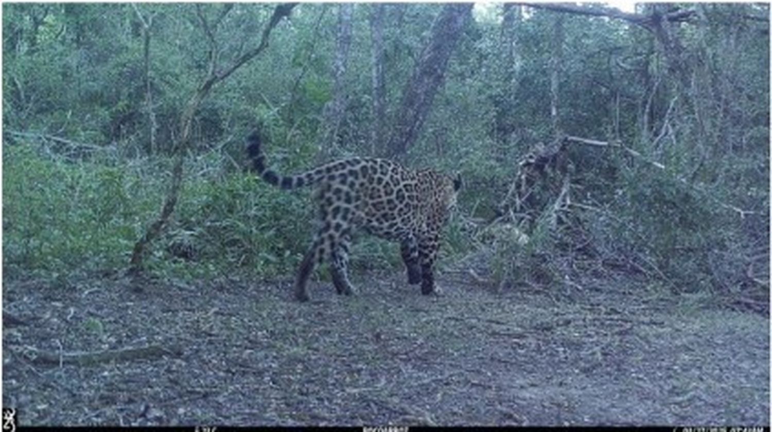 Un nuevo yaguareté fue captado en Formosa