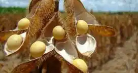 Por la eliminación del fondo de la soja, Entre Ríos pierde más de 1.700 millones de pesos