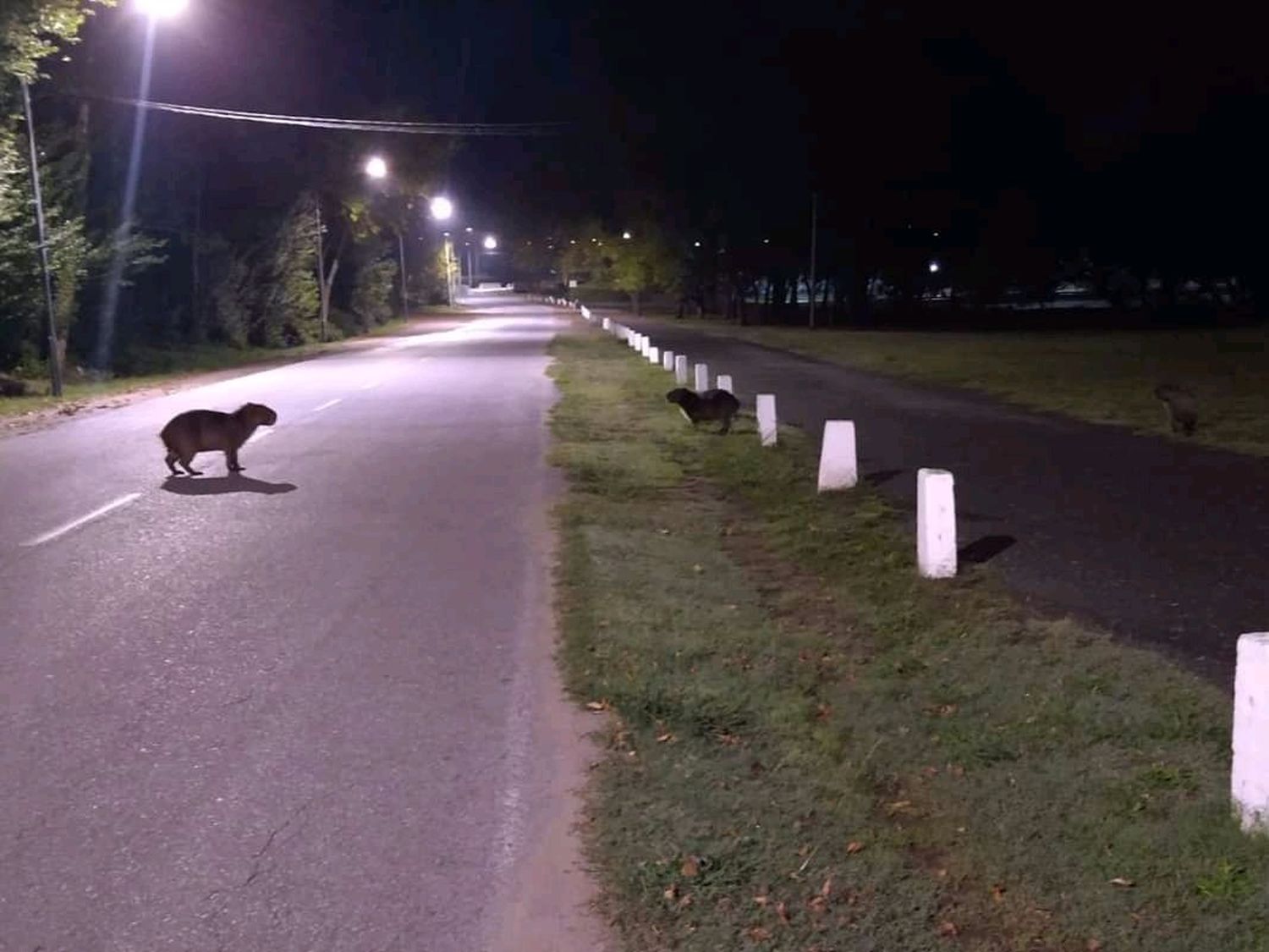 Los animales también toman las calles en Tandil