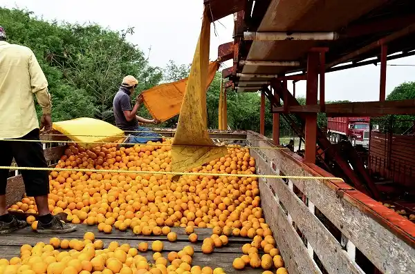 Productores citrícolas celebraron la apertura para exportar a Tailandia