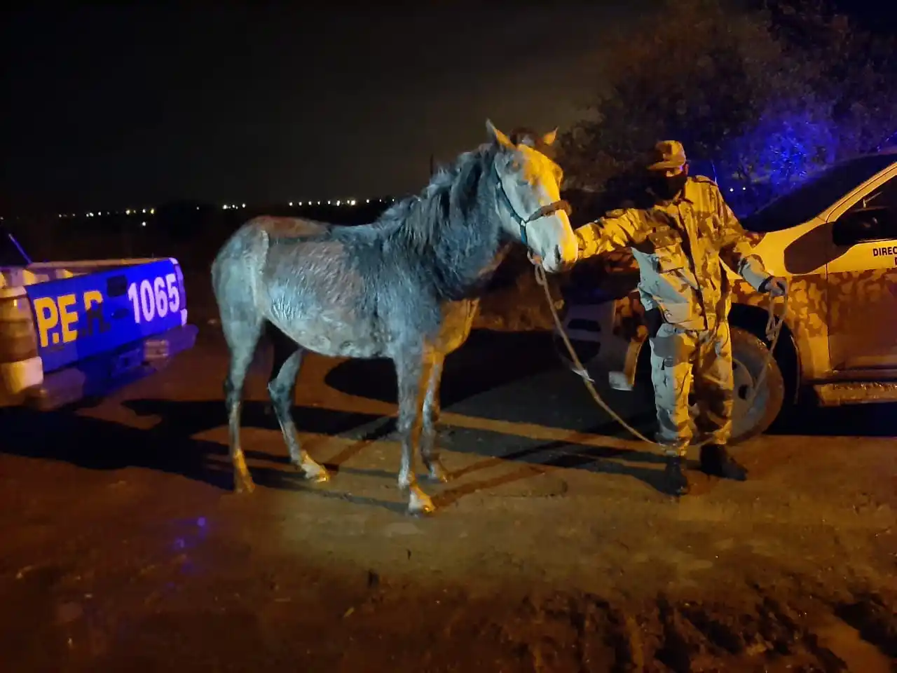 La Policía llevó a cabo un allanamiento y secuestró un caballo robado