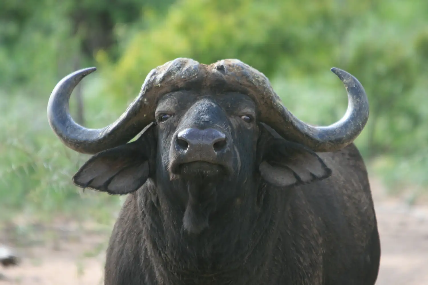 bufalo