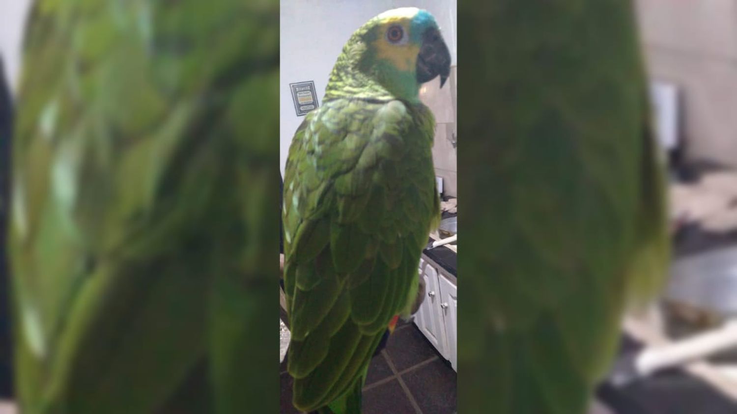 Buscan a su Loro perdido por la tormenta