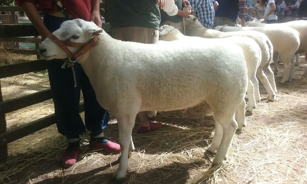 Creció un 16% la producción de carne ovina en la Provincia de Buenos Aires