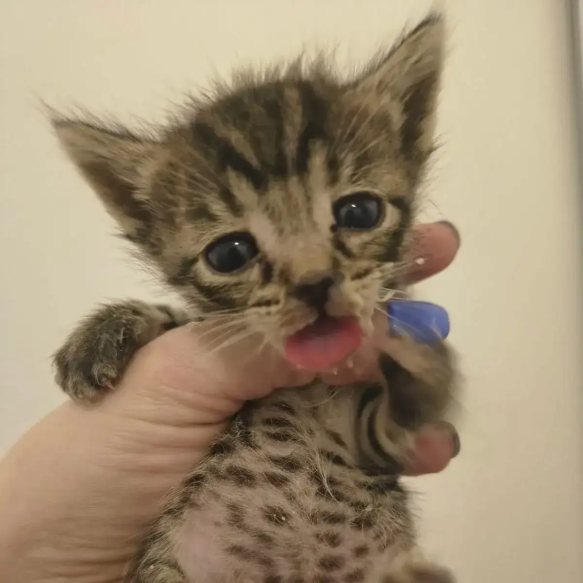 gato