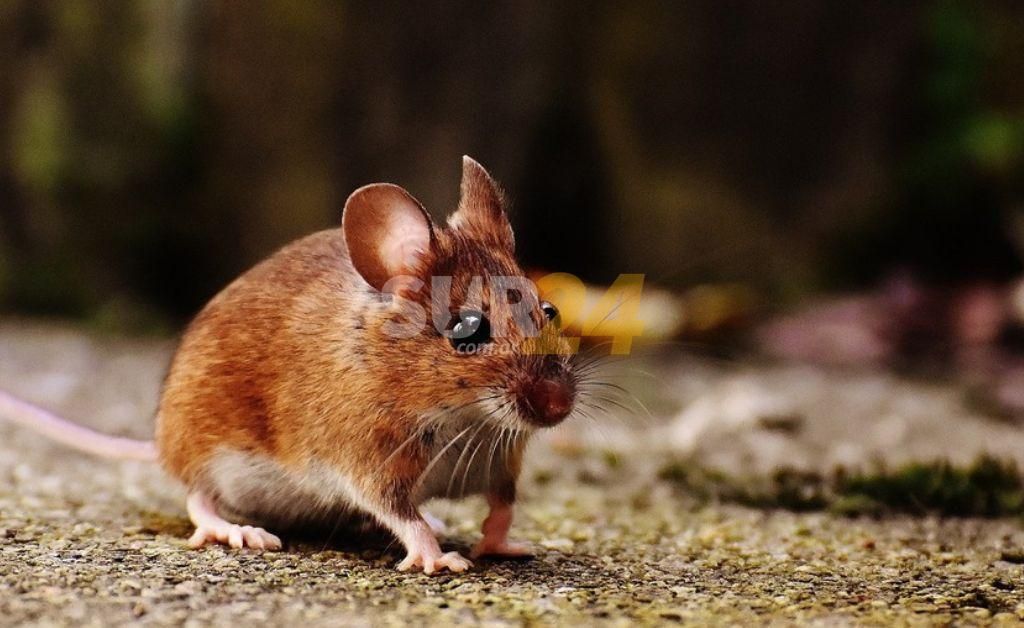 California: tirarán una tonelada de veneno en refugio de vida silvestre para acabar con una plaga