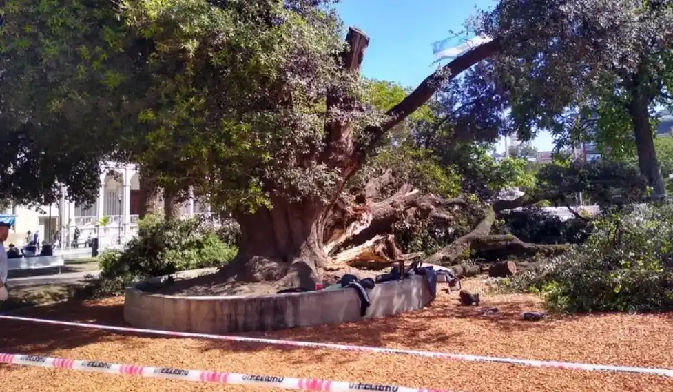 La macabra historia del árbol que se cayó en una plaza de Paraná