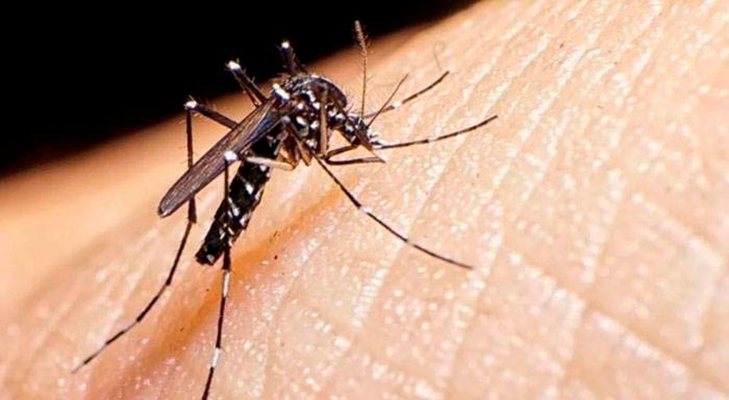 Patio limpio: la colaboración vecinal como eslabón clave para combatir al mosquito