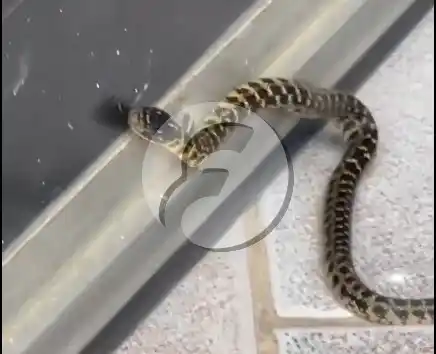 Alarma en Juan N. Fernández: Víbora sorprende en estación de servicio