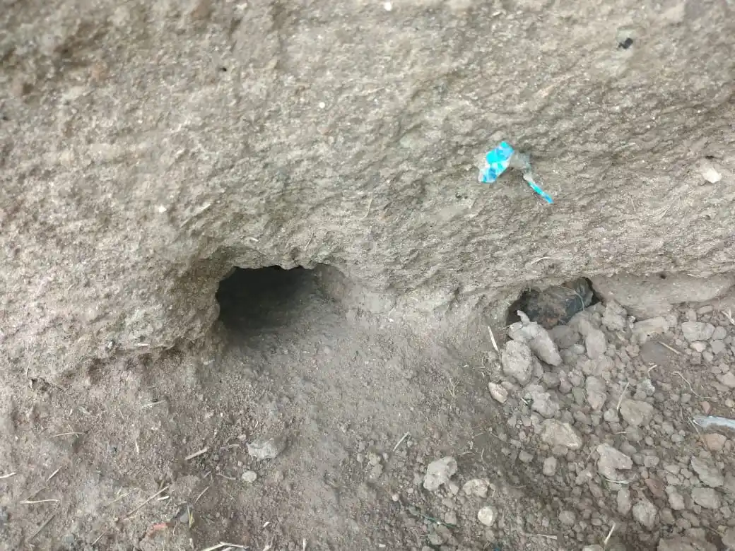 Bajo Cementerio está “lleno de ratones”