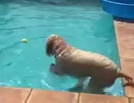 Increíble: mirá cómo un perro logra recuperar una pelota de una piscina