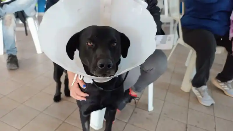 Servicio de castraciones en la Muni en tu Barrio