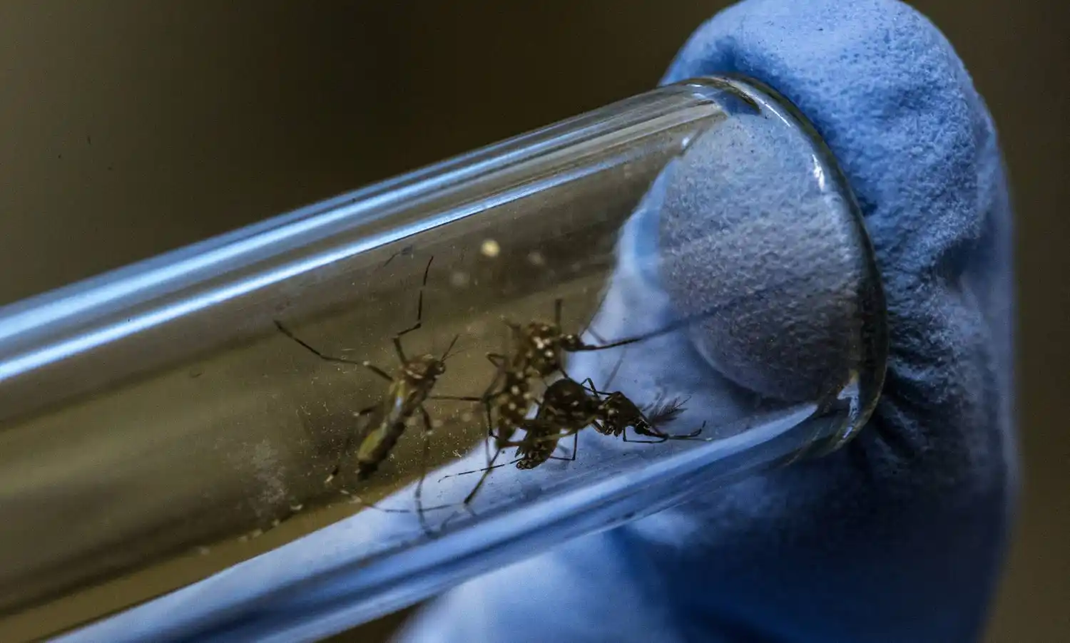 España registra sus primeros casos de Chikungunya